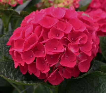 Hydra. Magical Cerise holl(st)