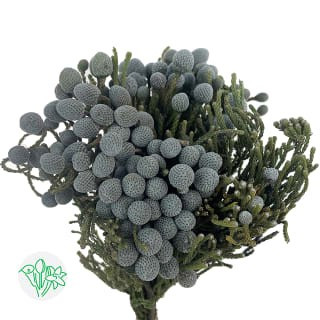 Brunia Blue mountain holex