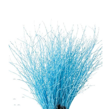 Dried Betula Lt Blue holl