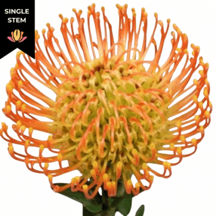 Pins Hawaii Gold holex(STEM)