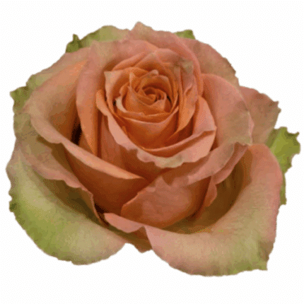 Rose Sandy Caramel Macchiato 50