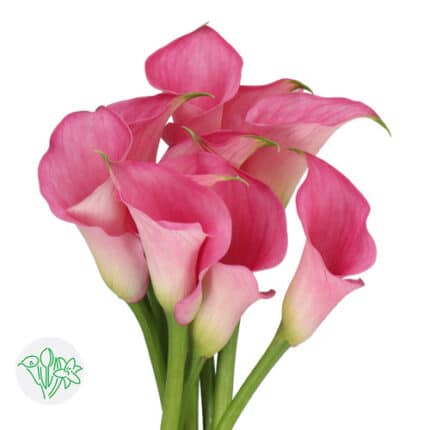 Calla Extase holl