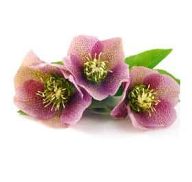 Helleborus Oriental Lavender c
