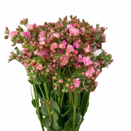 Kalanchoe Pink esmeralda