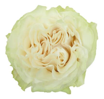 Rose Moonstone 50cm florecal