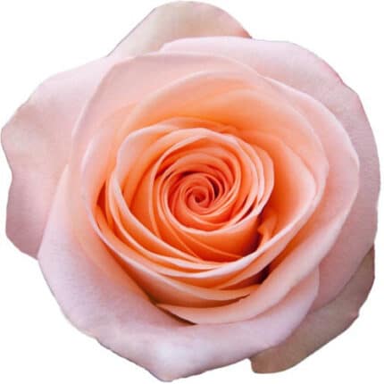 Rose Tiffany 50cm toscana