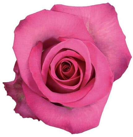 Rose Purple Cezanne 50cm fresc