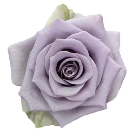 Rose Shocking Blue 70cm(6st)rp