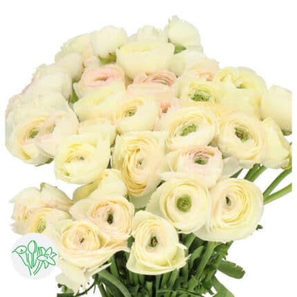 Ranunculus Cloni Vanilla holl