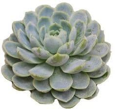 Succulent Elegance holl(STEM)