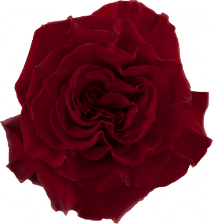 Rose Hearts 60cm holex