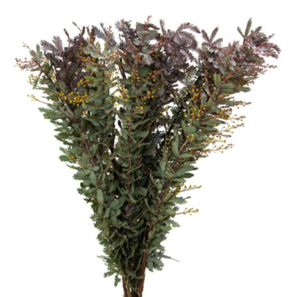 Acacia pajaro