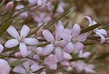 Eriostemon pink regional