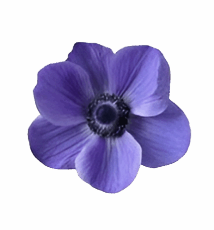 Anemone Blue hendricks