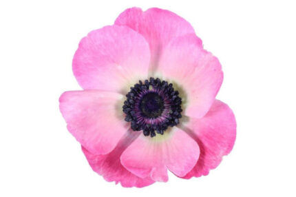 Anemonie Pink flboard