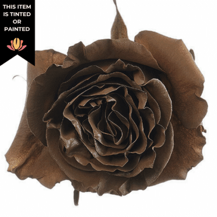 Rose Terra Brown 70cm trilogy