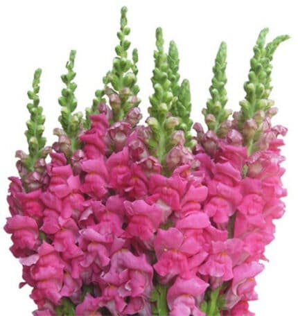 Snapdragons Dk Pink hilltop