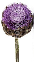 Artichokes flowering egreen(st