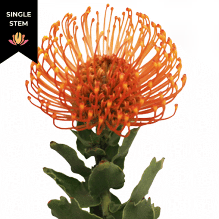 Pins Succession bella(STEM)