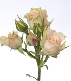 RoseSpray CreamLydia sole