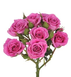 RoseSpray PurpleSky sole