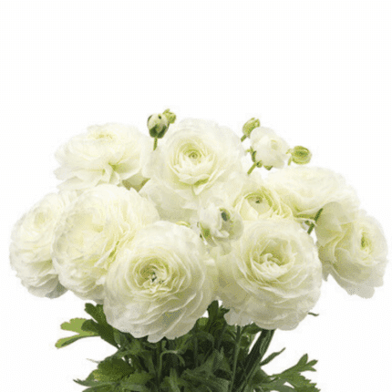 Ranunculus Courcherel toscana