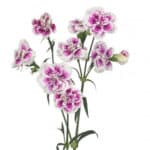 Dianthus Thia gardens