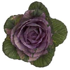 Kale Purple (stm) rio