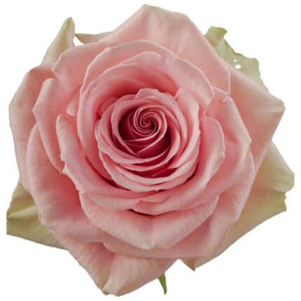 Rose Geraldine 60cm priv coll