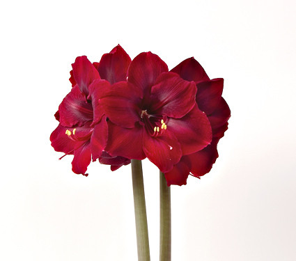 Amaryllis Burg.(stm.)holl