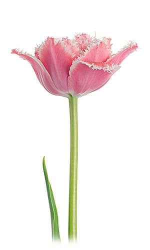 Tulip Frill Brest holl