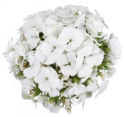 Sweet William White golden