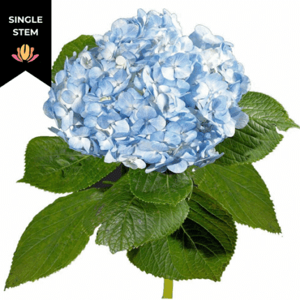 Hydrangea MidBlue galleria(STE