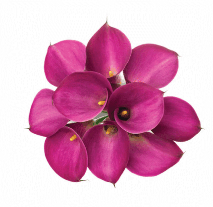 Calla Pink Passion cont