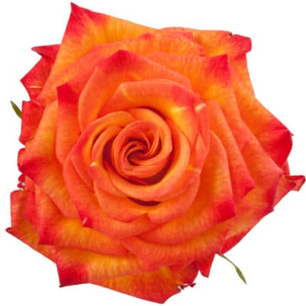 Rose Circus 50cm rfi