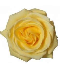 Rose Tara 50cm rprima