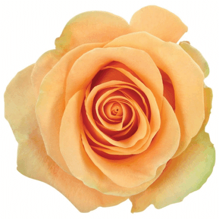 Rose Desert 40cm fresca