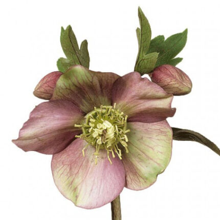 Helleborus Oriental Pink Single