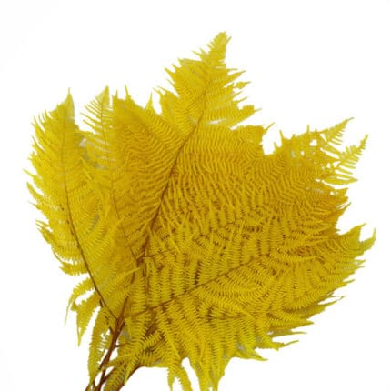 Leatherleaf Dried Yellow holl