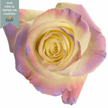 Rose T Mor Md 50cm florecal