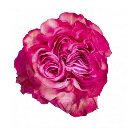 Rose Country Blue 40cm floreca