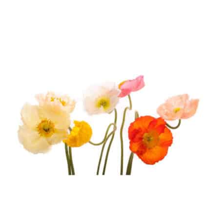 Poppies (25stm.)ghersi
