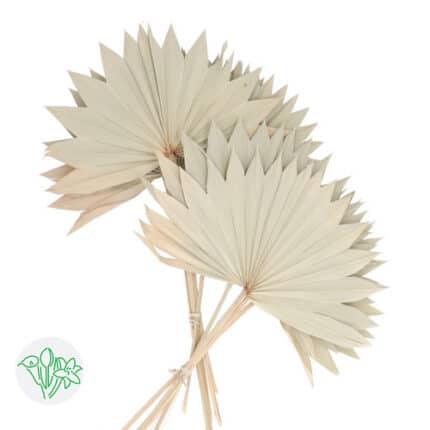 Palm Sun Natural holex large