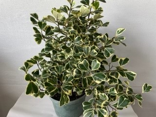 8" Ficus Triangularis Variegat