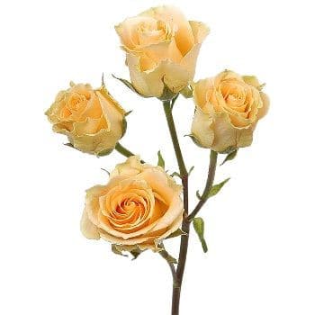 RoseSpray GirlyFollies rfi