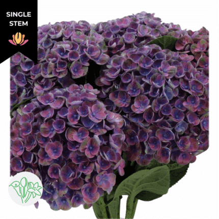 Hydrangea Royal King holl(STEM