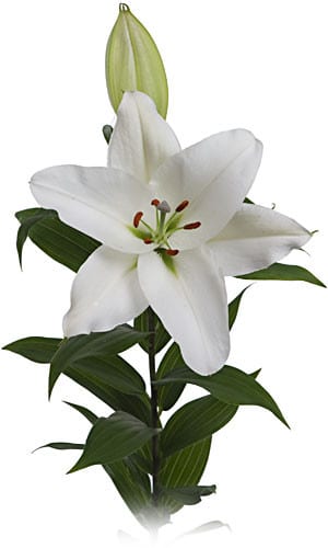 Lily Sapporo holl
