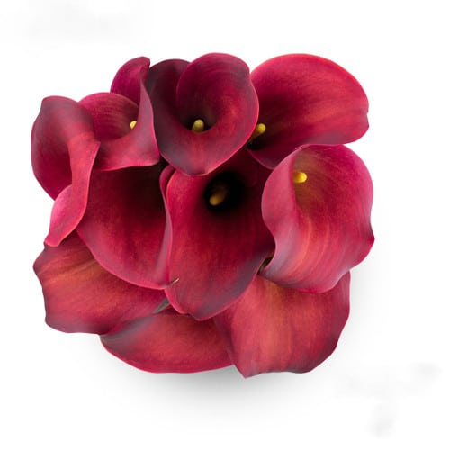 ffeef754-ce89-4cc0-bb43-e29327253d65.jpg Calla Red Aranal sande - Image 1