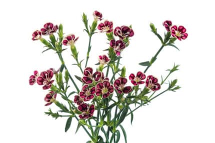 Dianthus Fayette gardens