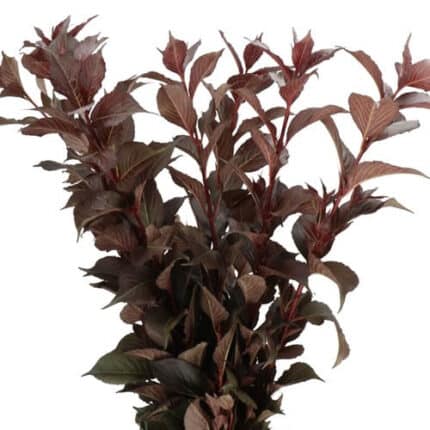Weigela Shining Fantasy foliage